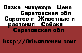 Вязка  чихуахуа › Цена ­ 1 000 - Саратовская обл., Саратов г. Животные и растения » Собаки   . Саратовская обл.